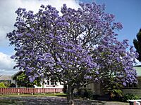 Jacaranda1212