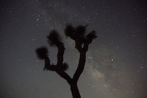 Joshua Tree at night