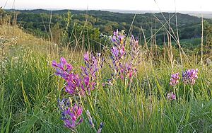 Larkspur Loess Hills 596x373