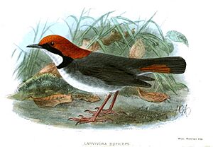 LarvivoraRuficepsKeulemans.jpg