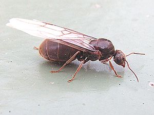 Lasius Niger winged queen