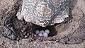 Leopard tortoise laying eggs