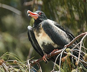 Lesser frigatebird lei