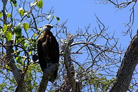 Madagascar fish-eagle haliaeetus vociferoides