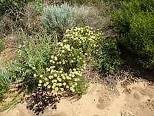 Melaleuca ciliosa (habit)