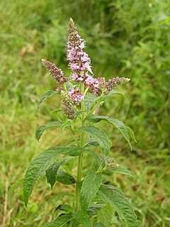 Mentha longifolia 2005.08.02 09.53.56.jpg