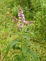 Mentha longifolia 2005.08.02 09.53.56