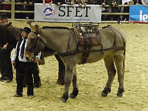 Mule-poitevine SDA2013