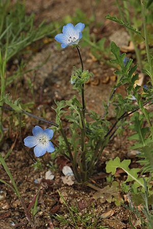 Nemophila menziesii 7794.JPG