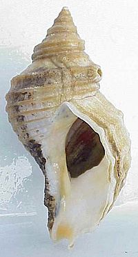 Neptunea lyrata shell.jpg