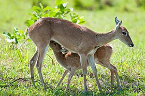 Pampas deer nursing fwan.jpg