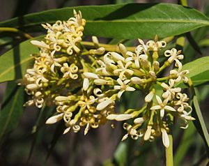 Parsonsia eucalyptophylla flowers.jpg