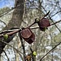 Pawpaw Flowers