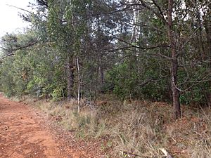 Pechey Forestry Arboretum.jpg