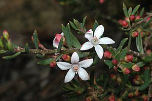 Philotheca scabra latifolia.jpg