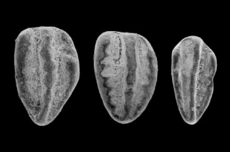 Polygnathus Pa elements