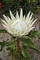 Protea cynaroides 'Arctic Ice' kz3