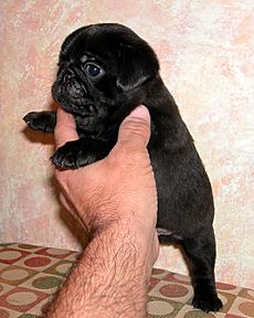 Puglet2