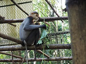 Red-shanked douc langur