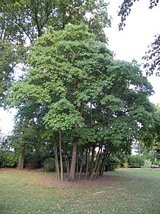 Rennes ParcOberthur Sassafras albidum