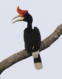 Rhinoceros Hornbill.tif