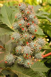 Ricinus communis DSC 0022