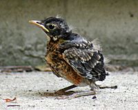 Robin chick 2 Galawebdesign