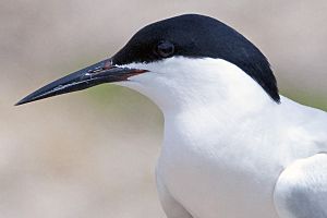 Roseate Tern portrait