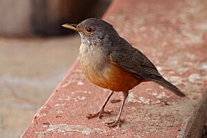 Rufous-bellied thrush (Turdus rufiventris).JPG