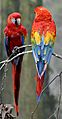 Scarlet Macaw