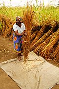 Sesame Seed Harvesting