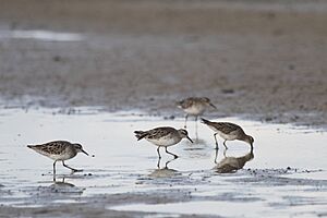 Sharp-tailed Sandpipers (16047084602)