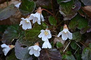 Shortia galacifolia - 2013