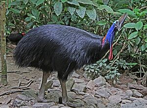 Southern Cassowary JCB