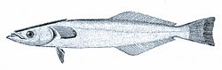 Spearfish remora.jpg