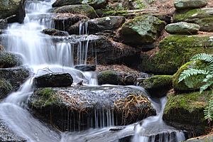 Stanley Park waterfall