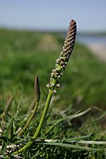 Triglochin maritima habit inflorescence.JPG