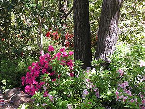 WaggaBotanicGardensAzaleas