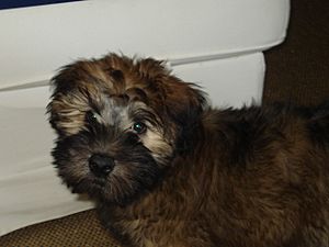 Wheaten terrier