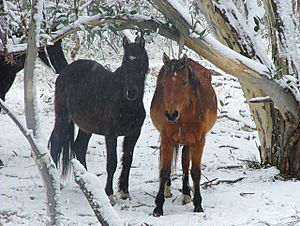 Wild Brumbies Australia 04