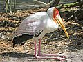 Yellow-billed Stork RWD5