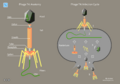 11 Hegasy Phage T4 Wiki E CCBYSA