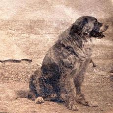 1899-08-08-Porthos