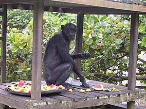 2006-12-09 Chimpanzee Gregoire D Bruyere