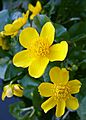 2007-03-27Caltha palustris02