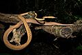 Ahaetulla prasina - Asian vine snake (orange morph)