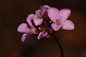 Arabis aculeolata 4640