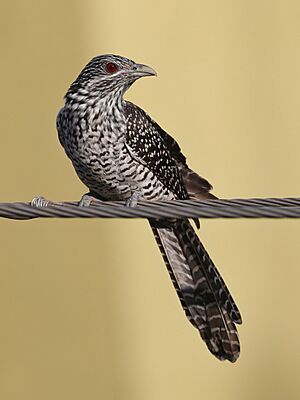 Asian Koel Female