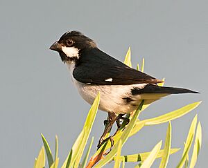 BIGODINHO (Sporophila lineola ).jpg