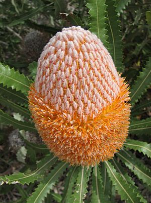 Banksia burdettii.jpg